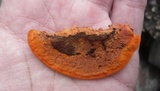 Earliella scabrosa image