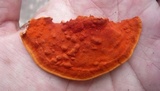 Earliella scabrosa image