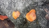 Earliella scabrosa image