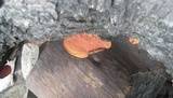 Earliella scabrosa image