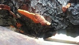 Earliella scabrosa image