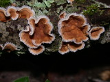 Stereum ochraceoflavum image