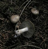 Lyophyllum deliberatum image
