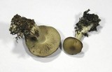 Lyophyllum deliberatum image