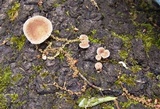 Panus lecomtei image