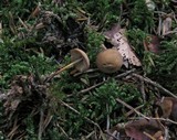 Marasmius cohaerens image