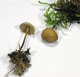 Marasmius cohaerens image