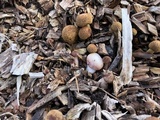Gymnopilus thiersii image