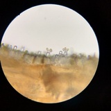 Gymnopilus thiersii image
