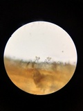 Gymnopilus thiersii image