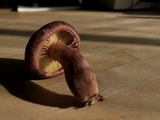 Gymnopilus thiersii image