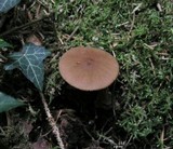Pluteus phlebophorus image