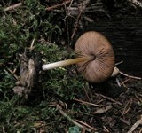 Pluteus phlebophorus image