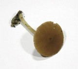 Pluteus phlebophorus image