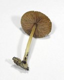 Pluteus phlebophorus image
