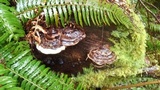 Fomitopsis mounceae image