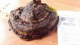 Fomitopsis mounceae image