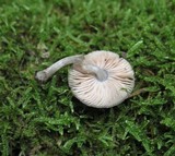 Pluteus thomsonii image