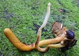 Ophiocordyceps melolonthae image