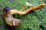 Ophiocordyceps melolonthae image