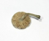 Pluteus thomsonii image