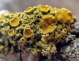 Xanthoria polycarpa image
