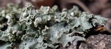 Flavopunctelia soredica image