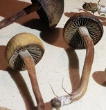Panaeolus cinctulus image