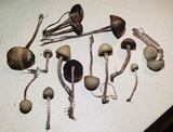 Panaeolus cinctulus image