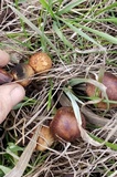 Panaeolus cinctulus image
