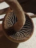 Panaeolus cinctulus image