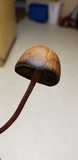Panaeolus cinctulus image