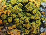 Candelariella antennaria image