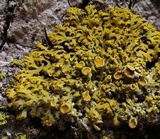 Xanthoria weberi image