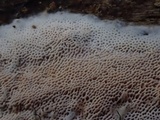 Rigidoporus sanguinolentus image