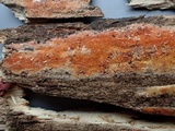 Rigidoporus sanguinolentus image