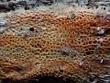 Rigidoporus sanguinolentus image