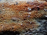 Rigidoporus sanguinolentus image