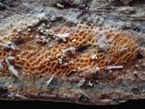 Rigidoporus sanguinolentus image