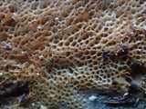 Rigidoporus sanguinolentus image