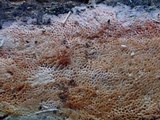 Rigidoporus sanguinolentus image