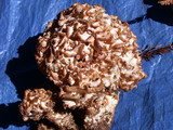 Sparassis crispa image