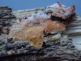 Rigidoporus sanguinolentus image