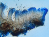 Rigidoporus sanguinolentus image