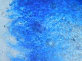 Rigidoporus sanguinolentus image
