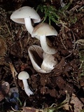 Psathyrella cernua image