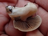 Psathyrella cernua image