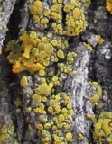 Candelariella antennaria image