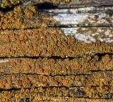Caloplaca microphyllina image
