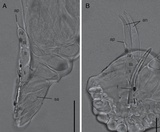 Image of Herpomyces shelfordellae